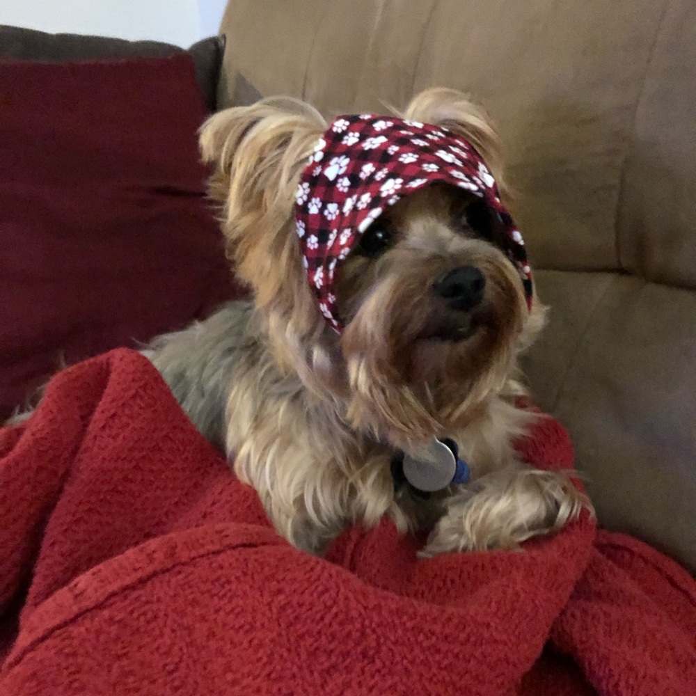 Meet your Posher, Bonnie